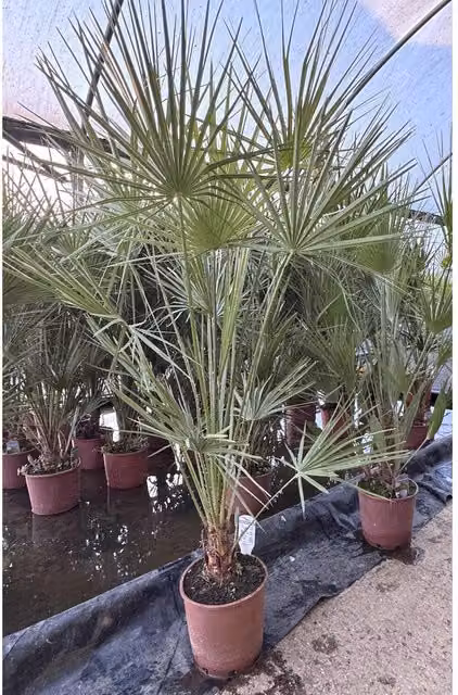 Direct Plants Chamaerops European Fan Palm Tree, 4ft, Green, in a 10 Litre Pot