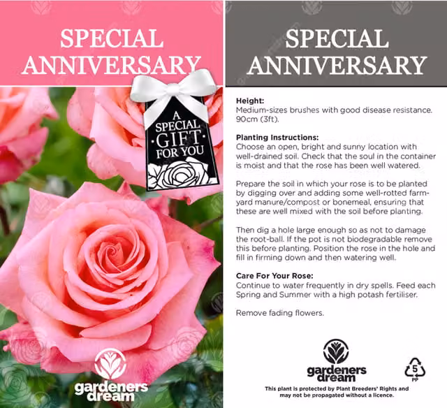 Gardeners Dream Special Anniversary Pink Rose Ornamental Shrub