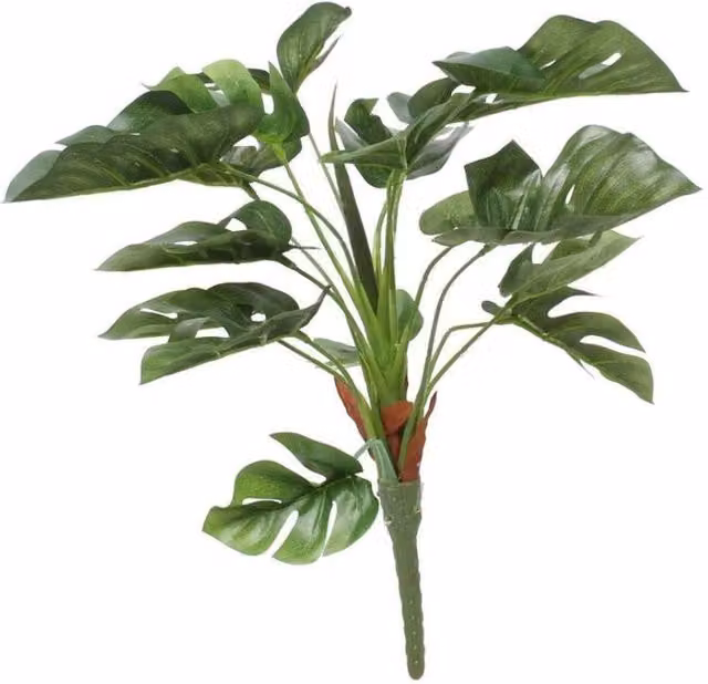 KDMD Green Split Philodendron Potted Plant
