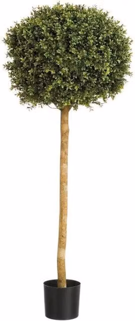 KDMD Green Boxwood Ball Potted Tree, Height: 122 cm