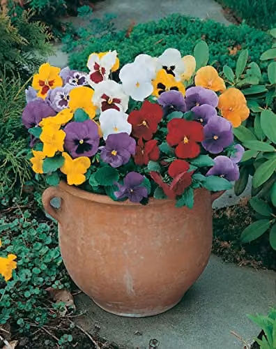 Mr Fothergill's Mr F's Early Mixed F1 Pansy Multicolour Flower Seeds – 3