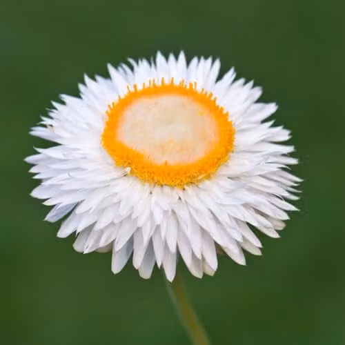 Thompson & Morgan Xerochrysum bracteatum White Everlasting Flower Seeds, 500 Seeds