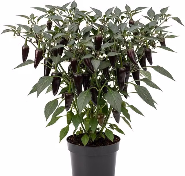 Plants By Post Purple and Red Fruit-Bearing Shrub