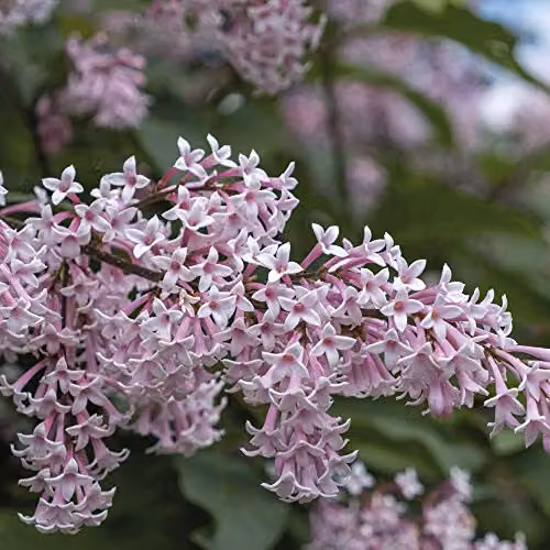 Thompson and Morgan Lilac Fragrant Trio Collection of 3 Hardy Ornamental Shrubs, including Miss Kim, Saugeana and Josikaea, in 9cm Pots – 2