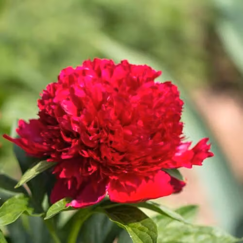 Thompson & Morgan Tree Peony Red Large Double Flowering Ornamental Shrub, 2 x 12cm Pots – 1