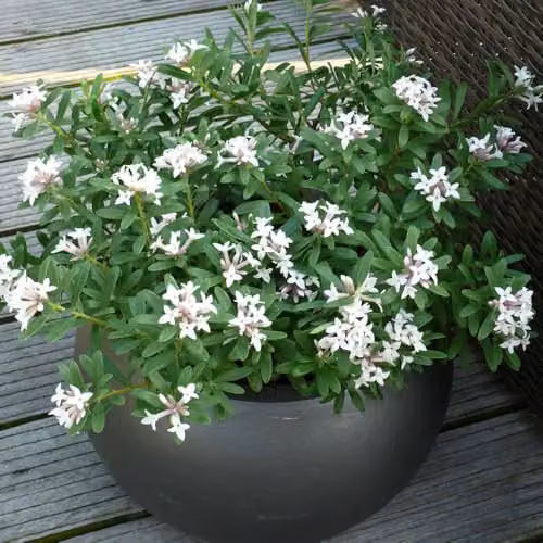 YouGarden Daphne Eternal Fragrance White Evergreen Spring Flowering Ornamental Shrub in 13cm Pot – 2