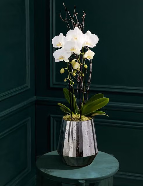 M&S Flower Market White Orchid Cascade in a Silver Glass Pot