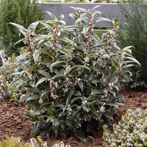 YouGarden Sarcococca Hookeriana Winter Gem Evergreen Winter Flowering Ornamental Shrub in 4.6L Pot – 3