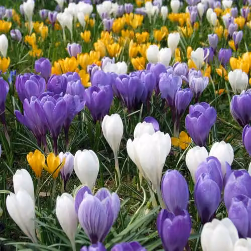 YouGarden Crocus Large Flowered Mixed Bulbs, Set of 30 Multicolour and White Bulbs for Autumn Planting – 2