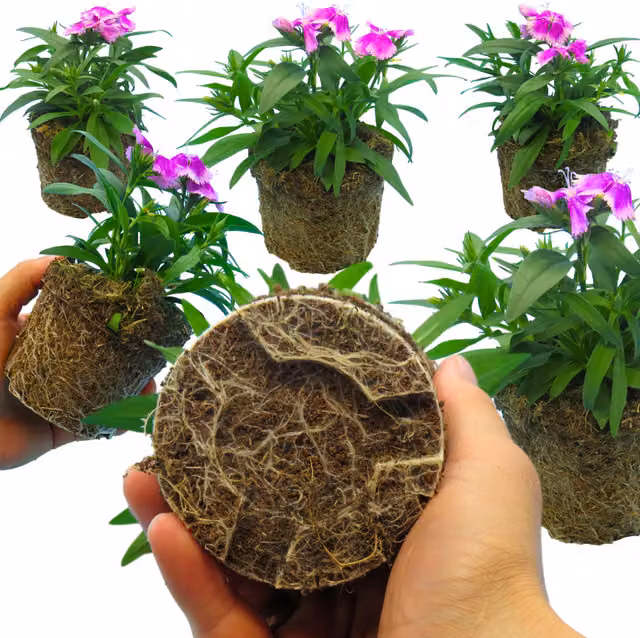 Plants by Post Dianthus Fragrant Purple and Pink Ornamental Shrub for Pots and Borders, Pack of 6