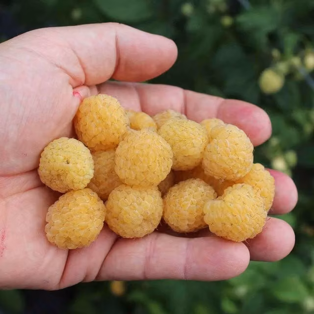 Marshalls Garden Goodasgold Raspberry, Compact Early-Autumn Yellow Berry Bush, 9cm