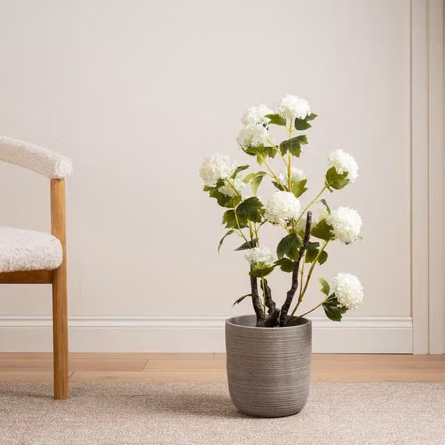 Scottish Everlastings Ltd Potted Hydrangea Plant, Height: 85 cm