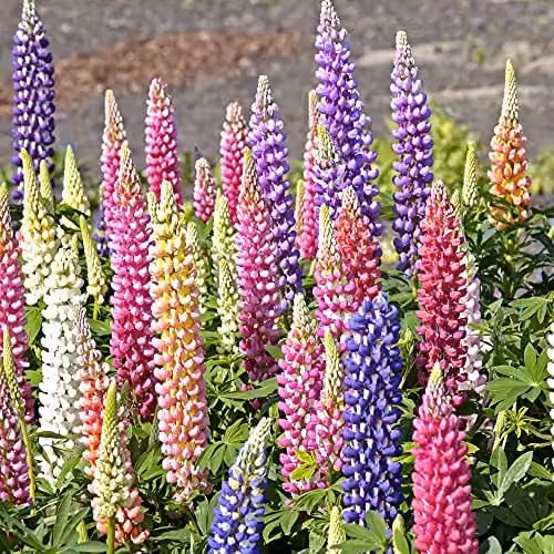 Thompson and Morgan Lupin Gallery Mix Hardy Perennial Flowering Garden Plants, Multicolour, 3 x 9cm Pots – 1
