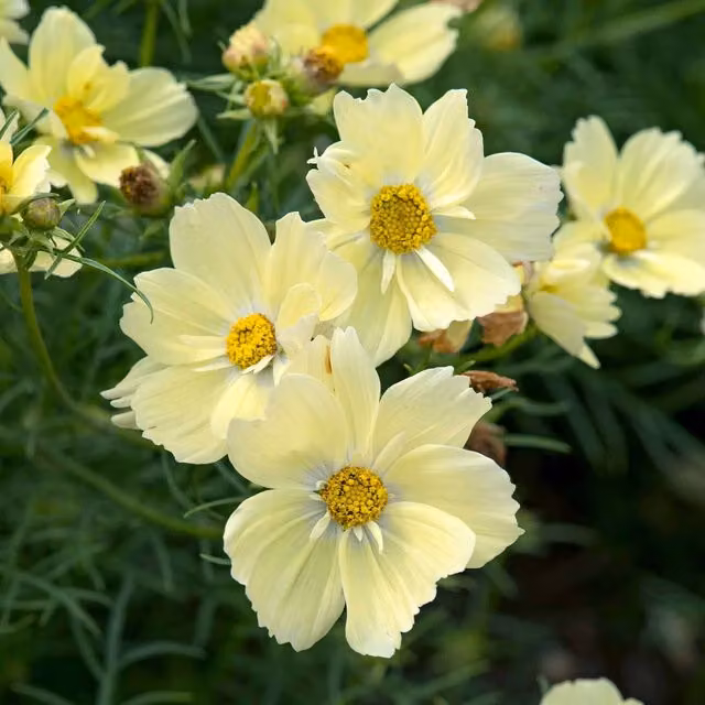 Unwins Xanthos Cosmos Flower Seeds, Green and Yellow