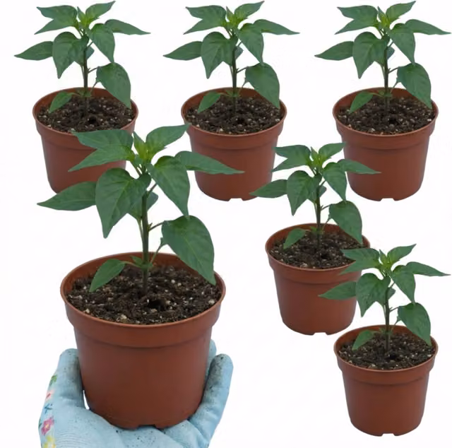 Plants by Post Thai Dragon Chilli Pepper Plants, Red or Green
