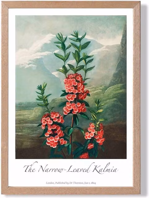 ARTZE Vintage Floral Kalmia Flowers Framed Print in Pink and Green with Oak Frame