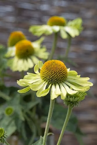 Johnsons Alan's Pride Echinacea Flower Seeds, Green and Gold – 3