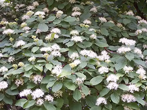 F&G Supplies Native Dogwood Cornus Sanguinea Bare Root Hedging Plants Tree Whips for Wildlife and Winter Colour