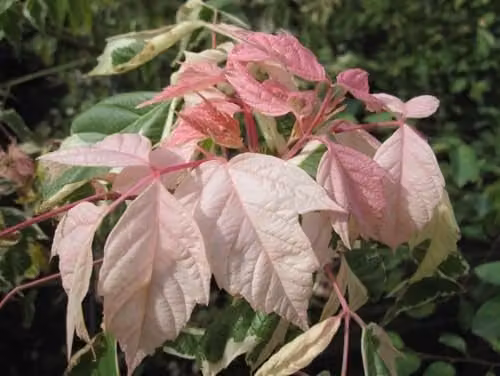 Direct Plants Acer Negundo Variegatum Ornamental Tree, Height: 182.88 cm, 12 Litre Pot