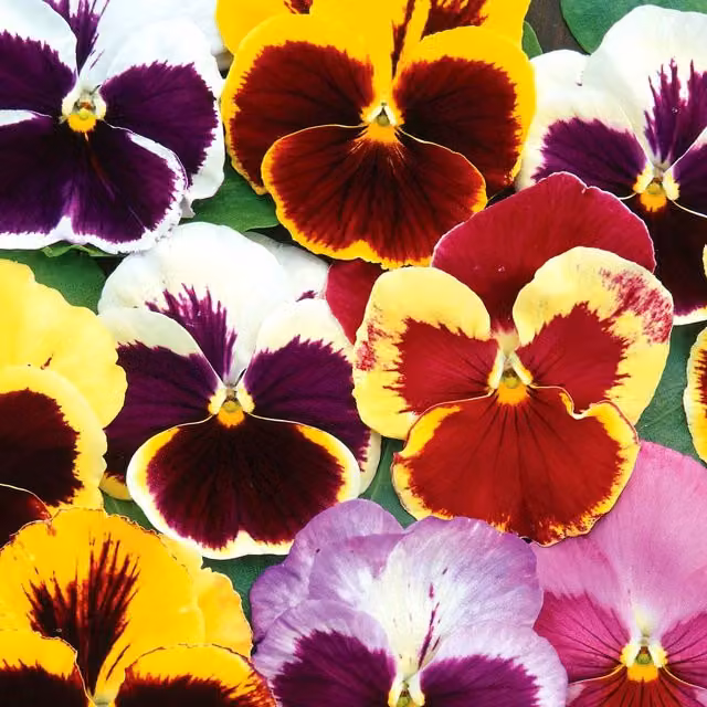 Unwins Swiss Giants Mix Pansy Flower Seeds, Multicolour and Green