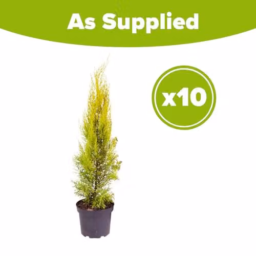 You Garden Set of 10 Cupressus Conifer Macrocarpa Goldcrest Trees in 10.5cm Pots, Height: 28-30cm – 4