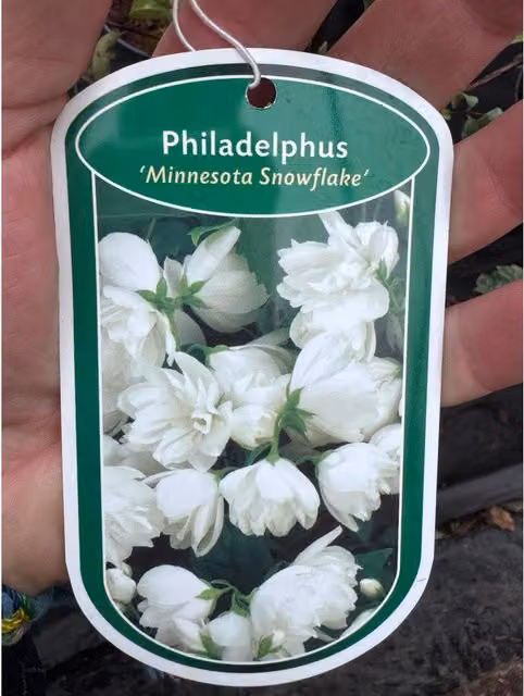 Direct Plants 3x Mixed Extra Large Philadelphus Mock Orange Ornamental Shrubs in 3L Pots, White and Green