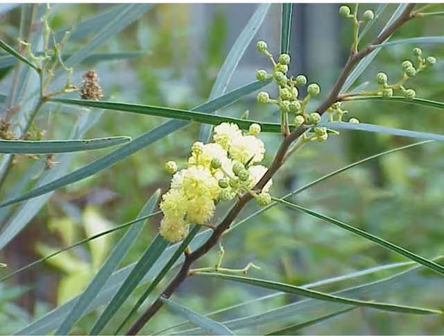 Direct Plants Acacia Retinodes Yellow Swamp Wattle Tree Plant, 3-4ft in a 3 Litre Pot, Yellow