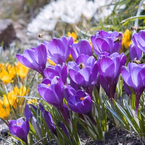 YouGarden Mixed Crocus Species Spring Flowering Bulbs, 60 Bulbs, Multicolour – 5