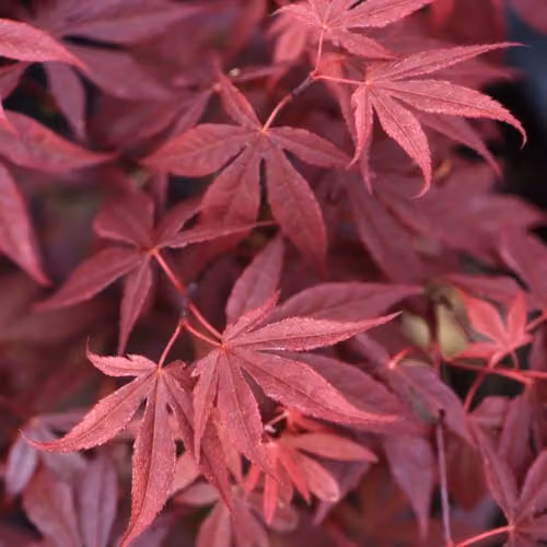 Thompson & Morgan Acer Palmatum Atropurpureum Potted Plants with Purple-Red Foliage, Pack of 4 (10.5cm Pots) – 1