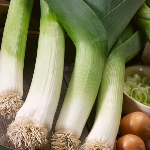Marshalls Garden Leek Seeds Early and Late Duo Pack, White and Green – 2