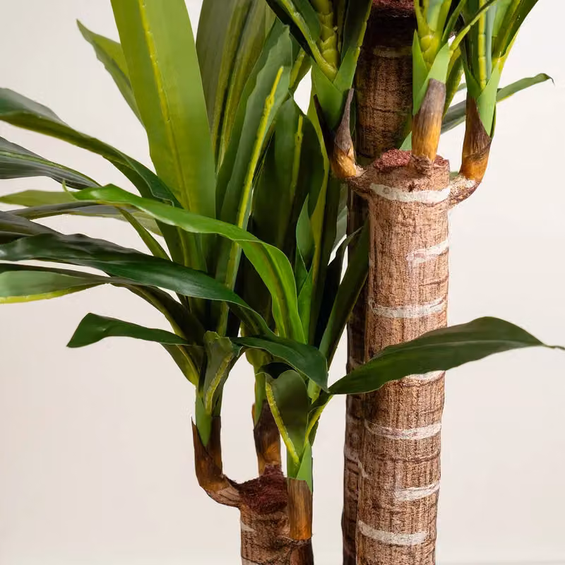 Scottish Everlastings Ltd 120cm Triple Stem Green Yucca Tree – 2