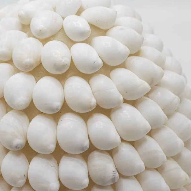 KDMK Boho Oval Sea Shell Tabletop Lamp in White