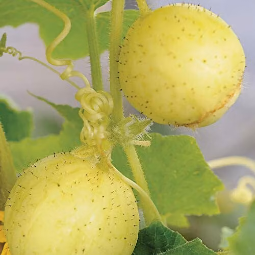 Thompson and Morgan Cucumber Crystal Apple Half-Hardy Annual Vegetable Seeds, 20 Seeds