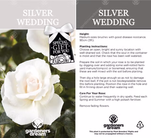 Gardeners Dream Silver 25th Anniversary White Rose Bush Ornamental Shrub