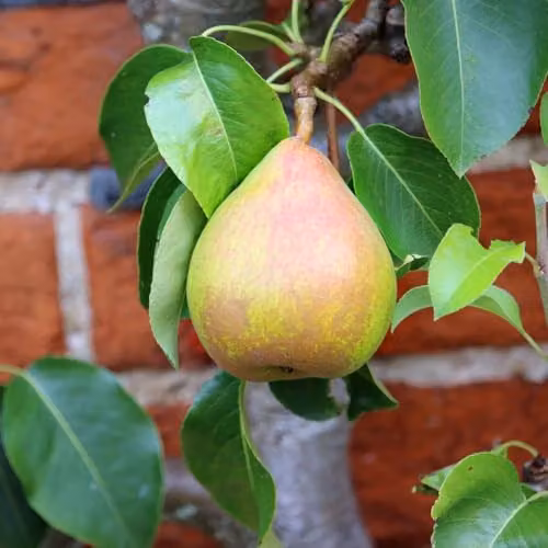 Thompson & Morgan Wonder Tree Doyenne du Comice Patio Pear Tree, Height: 1.4 m, 24 cm Pot