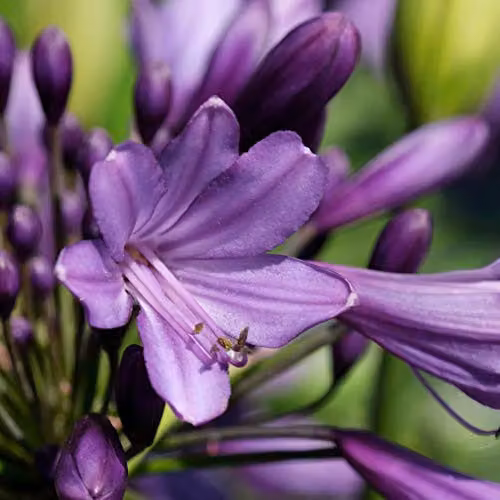 Thompson & Morgan Agapanthus Poppin Purple Hardy Perennial Garden Plant with Purple Summer Flowers in a 9cm Pot – 2