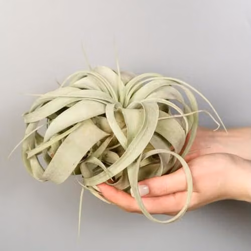 Thompson & Morgan Tillandsia xerographica Air Plants, Set of 2, Silvery-Green Foliage