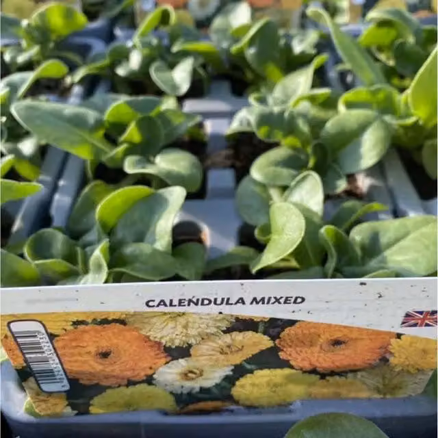 Plants by Post Calendula Mixed Bedding Plants, 12 Plants, Orange, Yellow and Multicolour