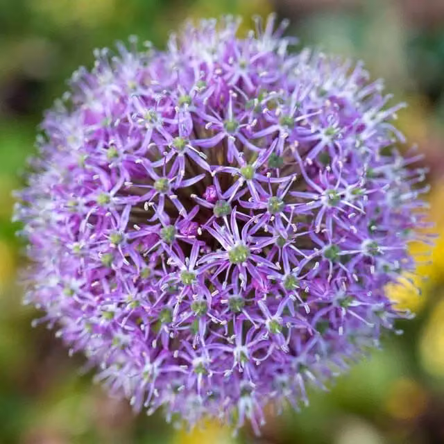 Marshalls Allium Globemaster Purple Flower Bulbs, 3 Pack