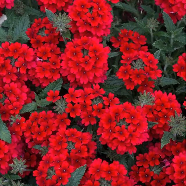 Plants By Post Verbena Red Bedding Plants, 12 Plants