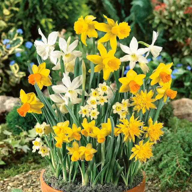Marshalls Garden Mixed Species Dwarf Daffodil Bulbs, Yellow
