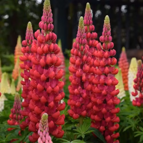 Thompson and Morgan Lupin Beefeater Red and Yellow Perennial Flowering Plant, 9 cm Pot – 2