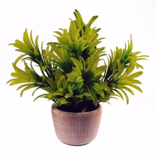 Leaf Design UK Honey Plant in a Yellow Ceramic Terracotta Pot, Height: 22 cm