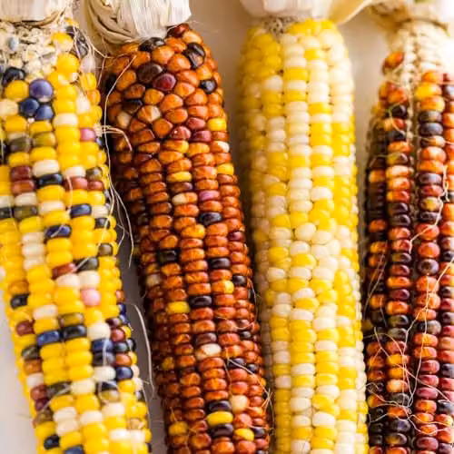 Thompson & Morgan Popcorn Fiesta Sweetcorn Seeds, Multi-Coloured Kernels