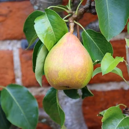 Thompson & Morgan Wonder Tree Doyenne du Comice Patio Pear Tree, Height: 1.4 m, 24 cm Pot