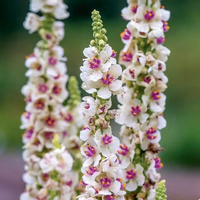Marshalls Garden Verbascum Snowy Spires White Flower Seeds, Pack of 30