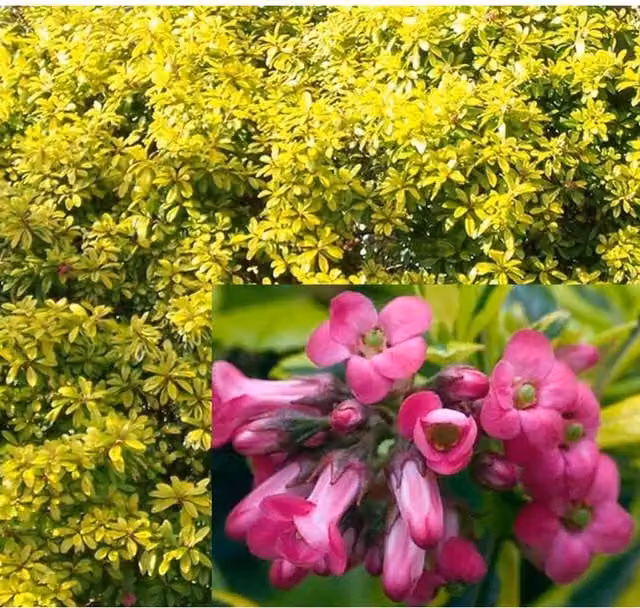 Direct Plants Escallonia Golden Ellen Evergreen Garden Shrub Plants, Pack of 3, Pink