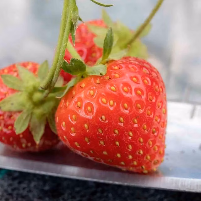 Marshalls Garden Malling Centenary Strawberry Plants, 30 Premium Red Bare Roots