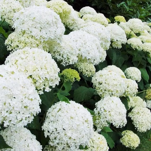 Direct Plants Hydrangea Annabelle White Ornamental Garden Shrubs, Pack of 3