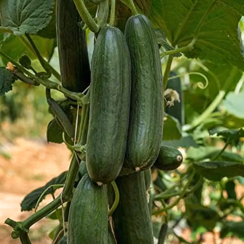 Thompson and Morgan Cucumber Marketmore Cucumis sativus Vegetable Seeds, 20 Seeds per Pack